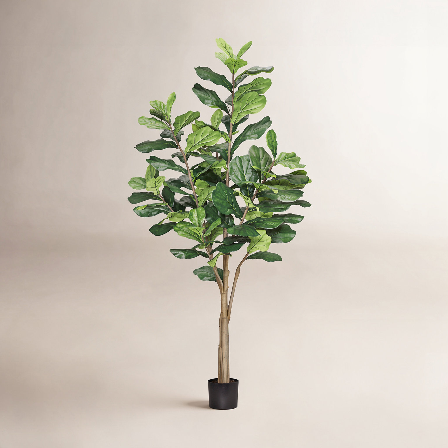 96" Fiddle Leaf Fig Tree in Pot, 96"  x 40"