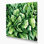 Art mural sur toile vert légumes roquette Eruca sativa