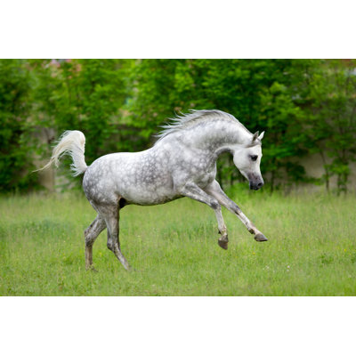 " Arabian Horse " by Alexia Khruscheva