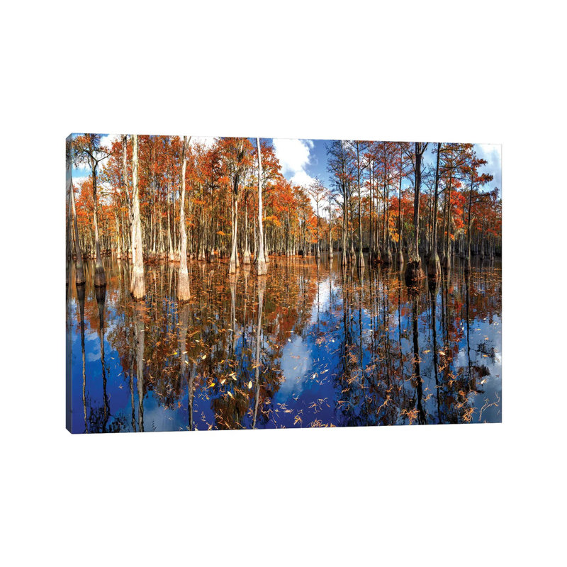 Cypress Swamp George L. Smith State Park, Georgia by OLena Art - Wrapped Canvas Print, 20.32 cm H x 30.48 cm W