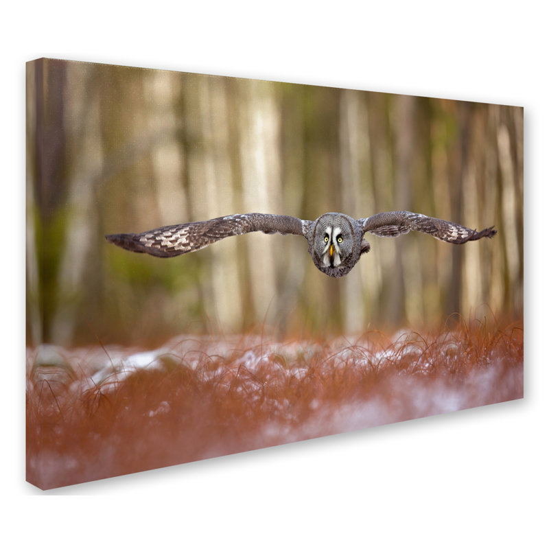 « great gray hibou », reproduction de photo sur toile tendue, H 30 po x l 47 po