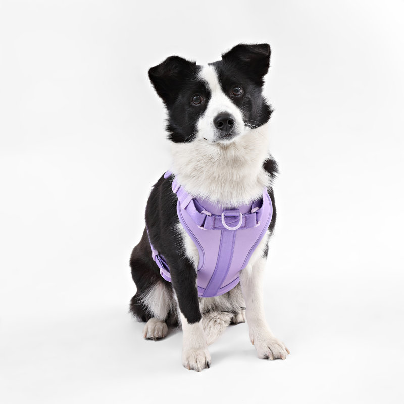Harnais pour animal de compagnie Arlo, Mauve, Grand