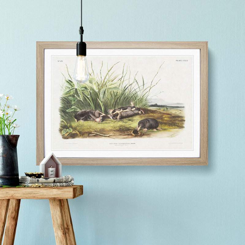 Shrew Mole by J.W. Audubon - Picture Frame Painting Print, 27cm H x 36cm W x 2cm D, Oak Framed