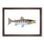 Trout Fish by Edward Donovan - Framed Print-55614817-55614818