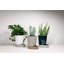 Sip Planter-1509940481