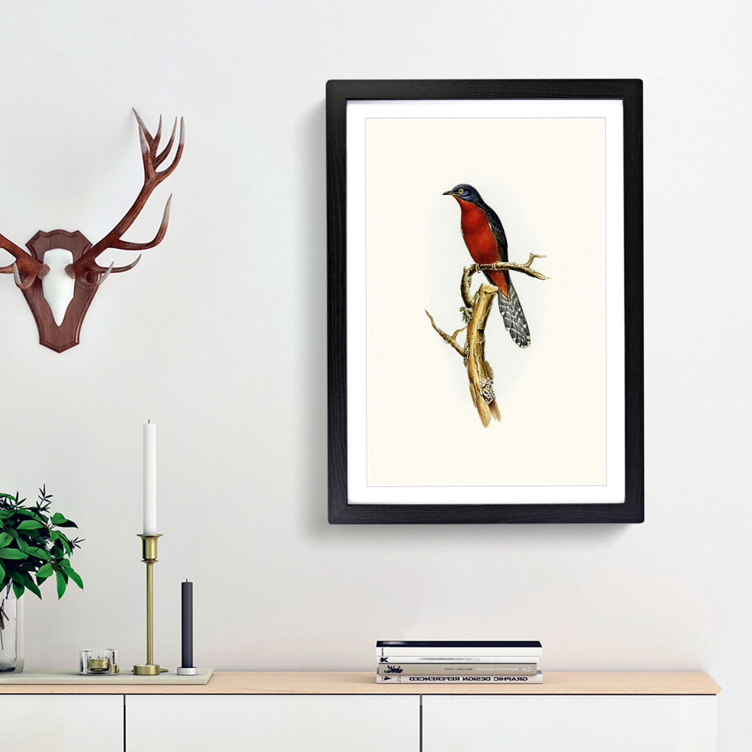 Chestnut-breasted Cuckoo by Elizabeth Gould - Picture Frame Painting Print