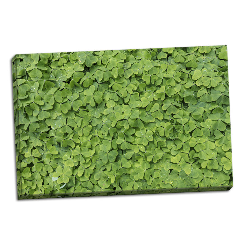 « roséed oxalis », reproduction de photo, H 16 po x l 24 po x P 0,75 po, Toile tendue