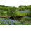 Bluebonnet Flowers Growing Aon a Lush Green Hillside - Photographie sur toile tendue