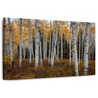 Alvord An Aspen Forest In Autumn