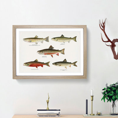 Selection of Fishes from North America Fish by Sherman F. Denton - Picture Frame Painting Print