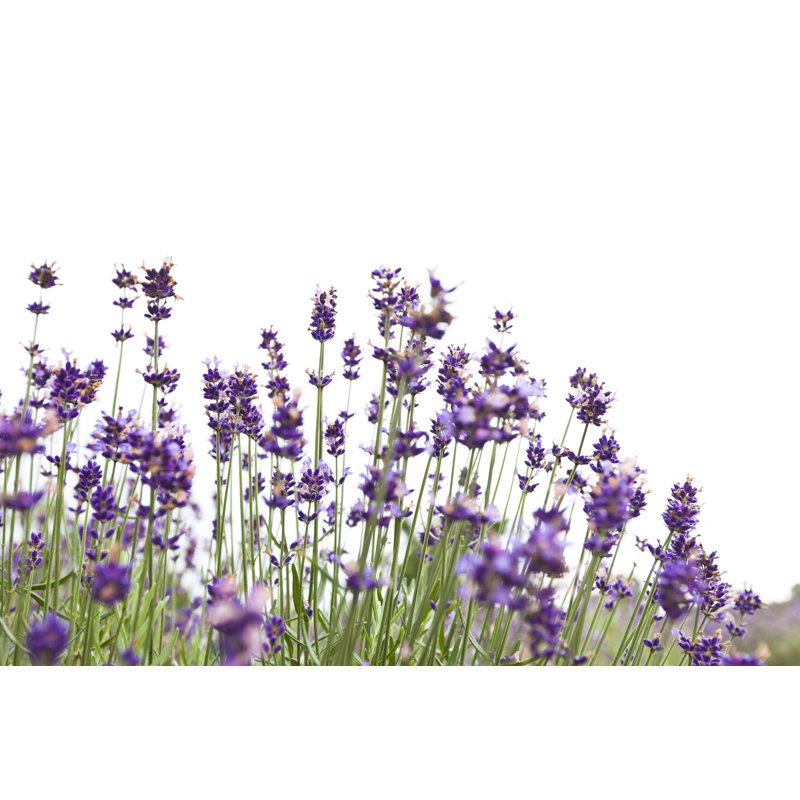 Lavender Flowers on White by Ooyoo, 8" H x 12" W