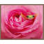 «Hanging On VIII» par PHBurchett, reproduction d'art sur toile encadrée-109556550