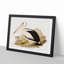 Australian Pelican by Elizabeth Gould - Single Picture Frame Painting-55456830-55456833