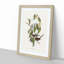 Graceful Ground Doves by Elizabeth Gould - Picture Frame Graphic Art Print-55608468-55608475