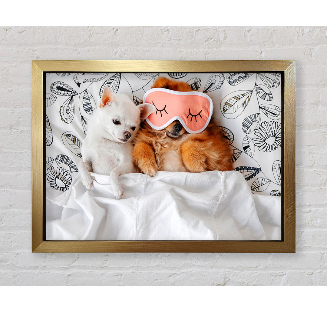 Gerahmtes Wandbild Chihuahua Bedtime Dog Love