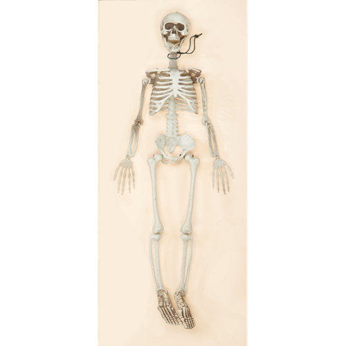 Skeleton | Wayfair