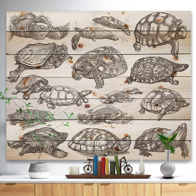 " Turtles "