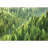 Aerial View Pine Tree Forest-88769877