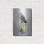 " Turtle Dove " by Joh Naito-1169525320