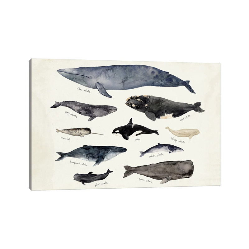 Whale Chart III by Victoria Barnes - Wrapped Canvas Painting, 101.6 cm H x 66.04 cm W x 3.175 cm D