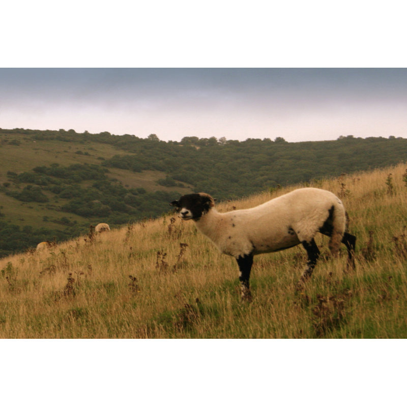 Wooly Friends III - Wrapped Canvas Print, 30cm H x 46cm W x 3.8cm D