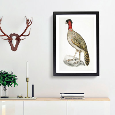Black-Headed Pheasant Illustration by John Edward Gray - Picture Frame Painting Print