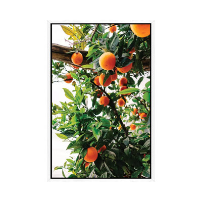 Amalfi Coast Oranges II by Bethany Young - Print on Canvas
