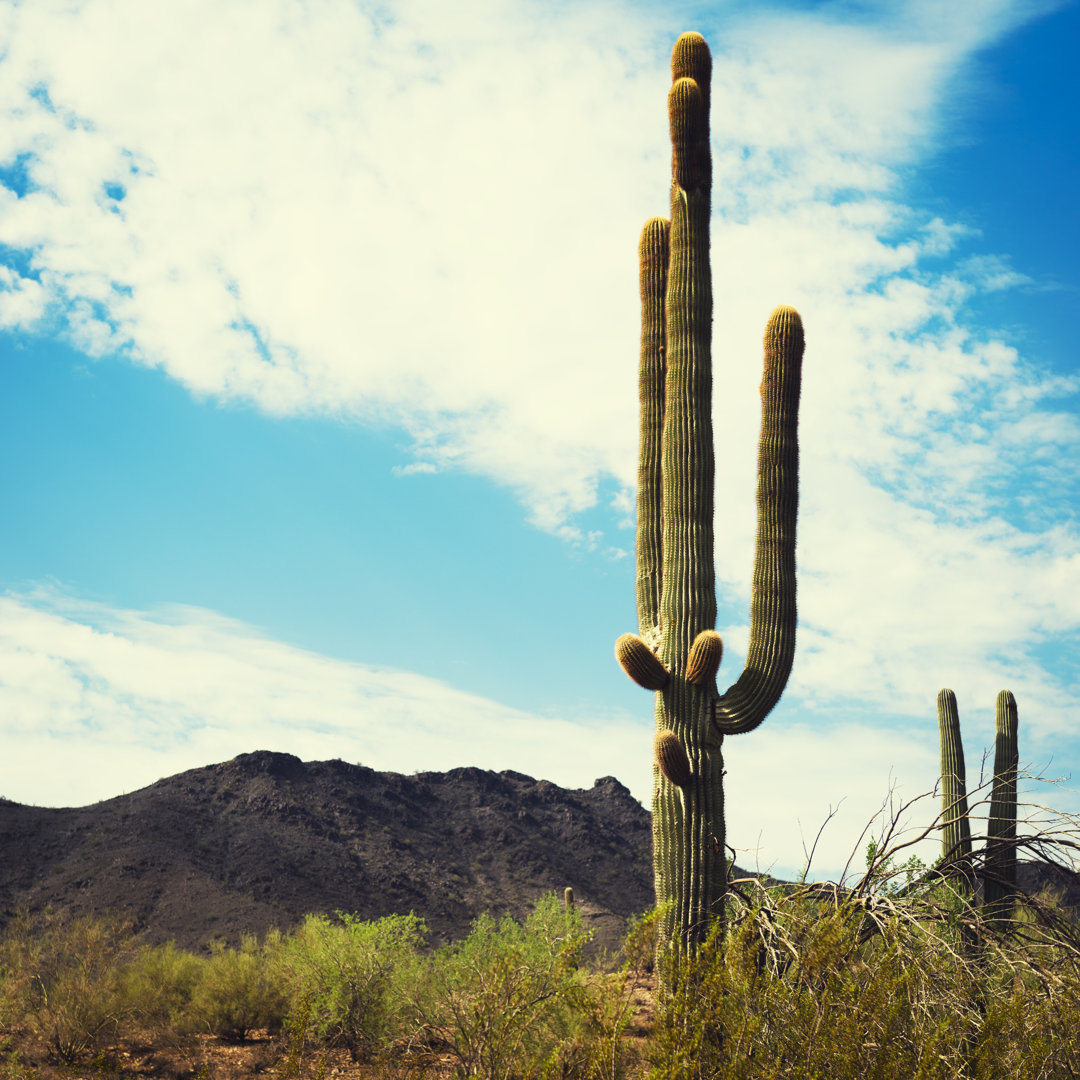 Arizona Saguaro Kaktus von Franckreporter - Leinwandbild auf Wrapped Canvas