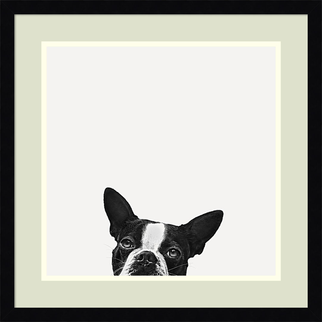 Loyalty (Dog) by Jon Bertelli - Photograph Print Wrought Studio™