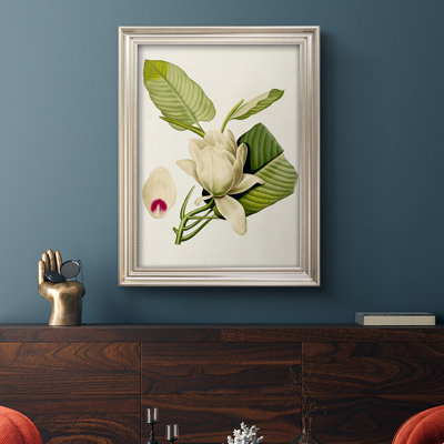 " Magnolia Flowers "
