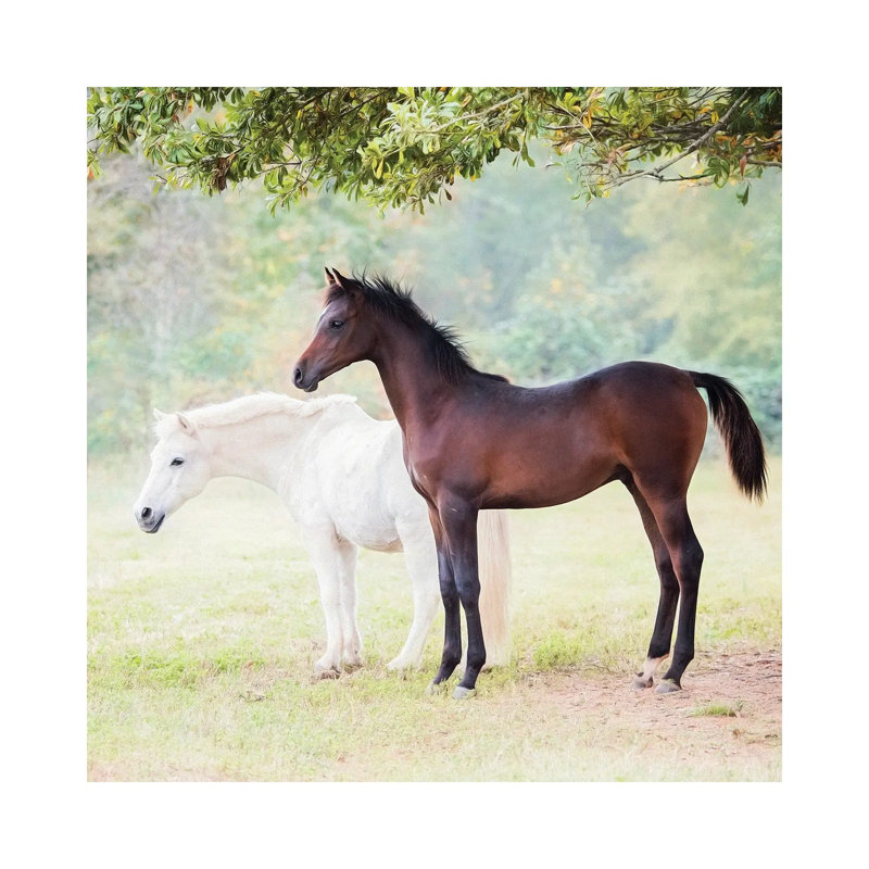 Collection Of Horses VII by PHBurchett - Wrapped Canvas Print, 30.48 cm H x 30.48 cm W