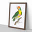 Mayna Barbet Bird by George Shaw - Framed Print-55617614-55617612