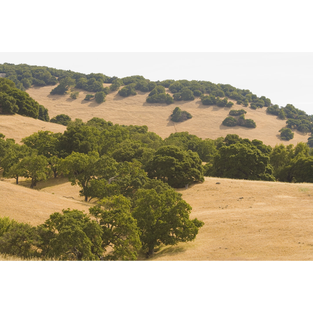 Oak Woodlands von Alantobey - Kunstdrucke auf Leinwand