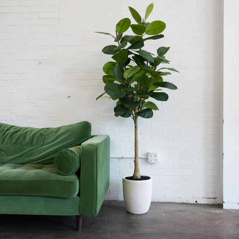 6ft Artificial Rubber Tree