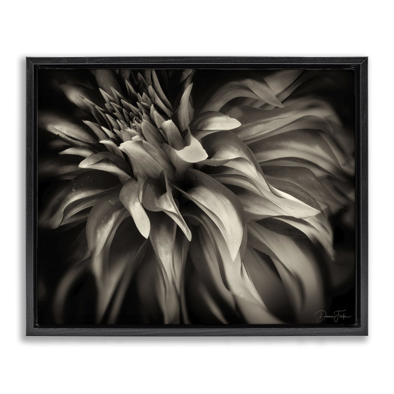 «Dark Curling Chrysanthemum Floater», art mural sur toile par Dennis Frates, Cadre flottant noir de jais, H 17 po x l 21 po