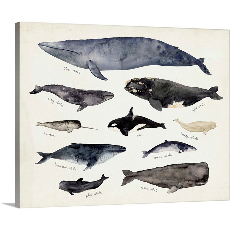 «Baleine graphique III» par Victoria Barnes - impression sur toile, H 16 po x l 20 po x P 1,25 po, Toile tendue