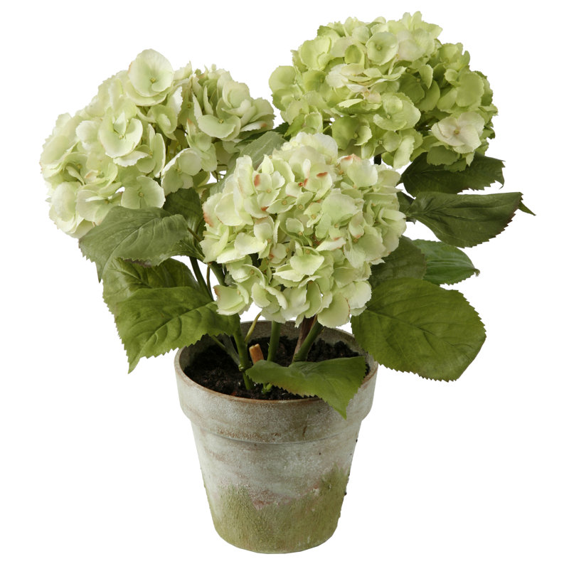 Hydrangeas 3 Stems in Clay Pot, Green