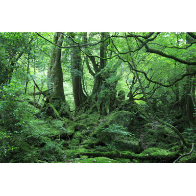 Linquist Princess Mononoke Forest par - Photographie de toile tendue