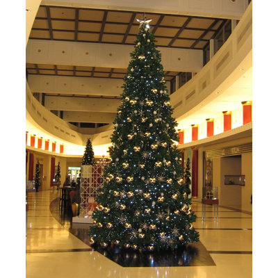 240' Fir Christmas Tree