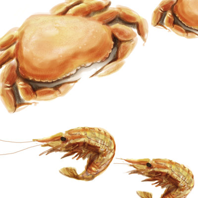 Illustrated Crab 1 Piece Wrapped Canvas Painting