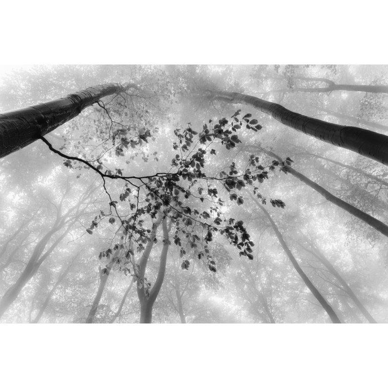 Wrapped Canvas Print, 50.8cm H x 76.2cm W
