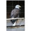 Bird Photo 6'' x 6'' Satin Ceramic Decorative Mural