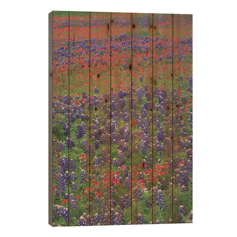 Sable Bluebonnet et fleurs de pinceau, Hill Country, Texas III