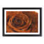 Orange Rose - Picture Frame Graphic Art Print-56860927-56860931