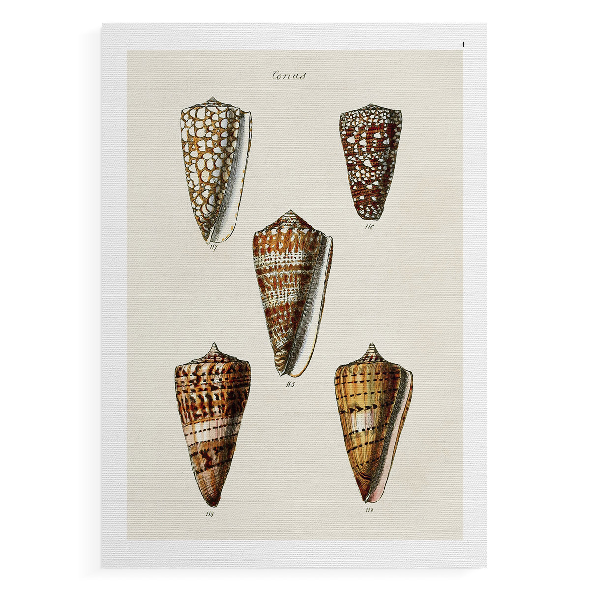 Dovecove Cone Shell Collection II -Canvas Print Only - NOT FRAMED | Wayfair