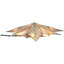 11.4'' Astrology & Stars Lighted Tree Topper