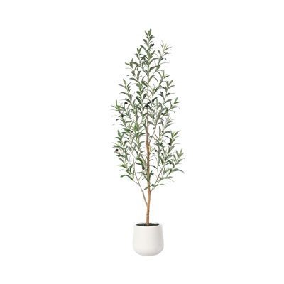 Adcock 84" Olive Tree in Pot