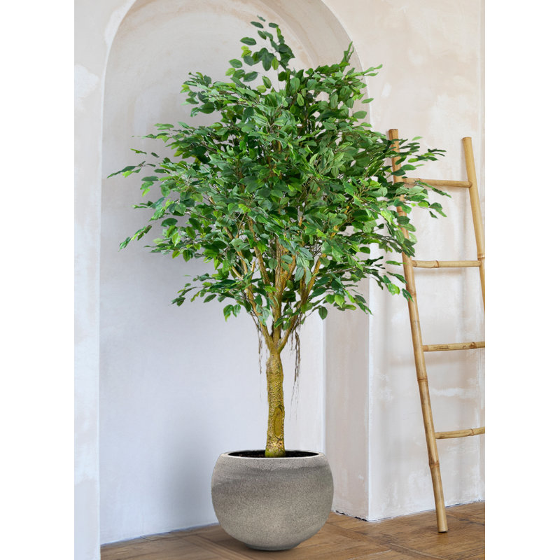 Arbre à figuier tropical Serene Spaces Living