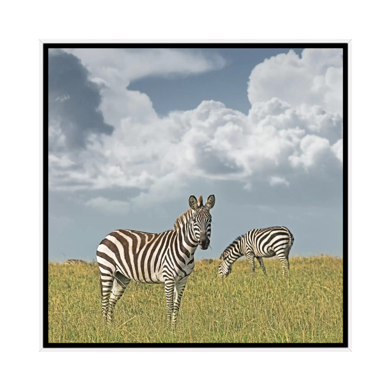 Colour Zebra Duo by Klaus Tiedge - Print on Canvas, 45.72 cm H x 45.72 cm W, White Framed