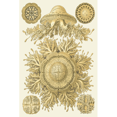 Sophisticated Sealife I by Ernst Haeckel - Wrapped Canvas Art Prints